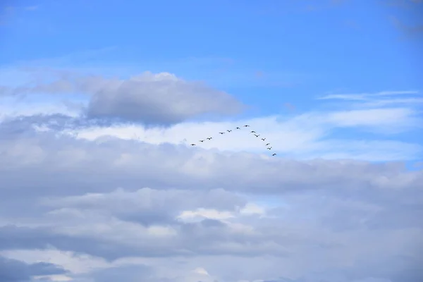 Manada de aves que vuelan en formación en V — Foto de Stock