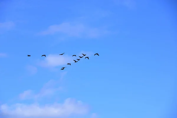 Flock of birds flying in V-formation — Stock Photo, Image