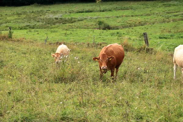 Vaca pastando en un precioso pasto verde —  Fotos de Stock