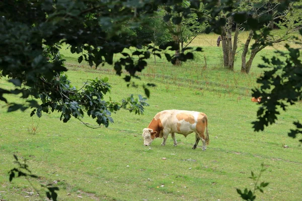 Kuh weidet auf einer schönen grünen Weide — Stockfoto