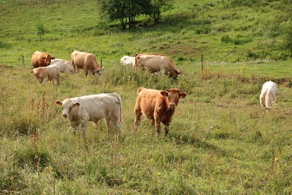 Корова випасується на чудовому зеленому пасовищі — стокове фото