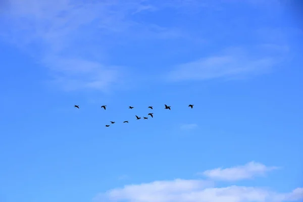 Flock of birds flying in V-formation — Stock Photo, Image