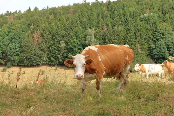 Корова випасується на чудовому зеленому пасовищі — стокове фото