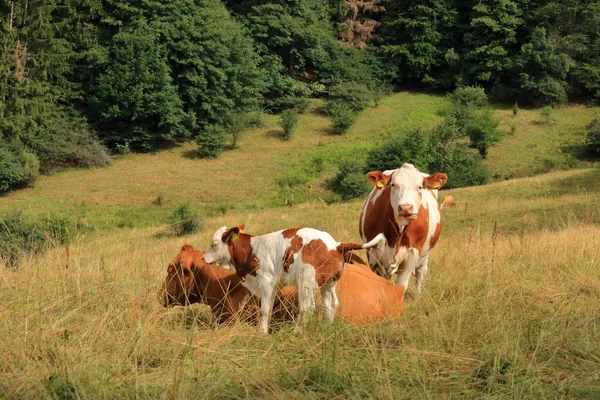 Vaca pastando em um lindo pasto verde — Fotografia de Stock
