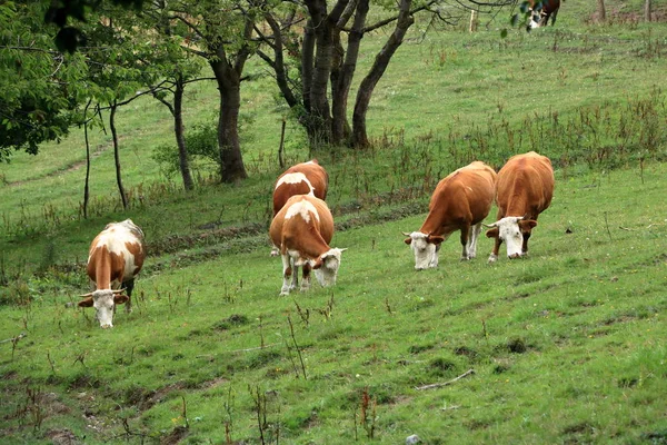 Vaca pastando em um lindo pasto verde — Fotografia de Stock