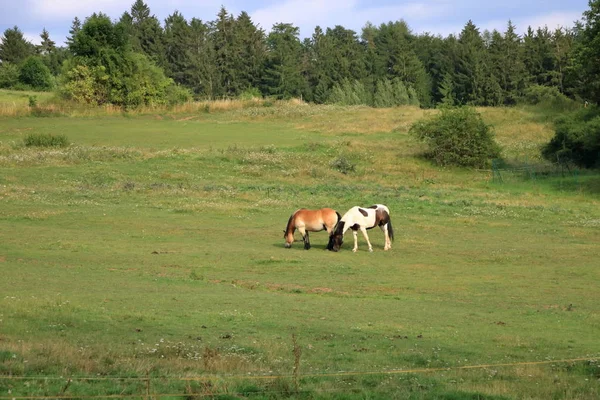 Dos caballos marrones en un prado — Foto de Stock
