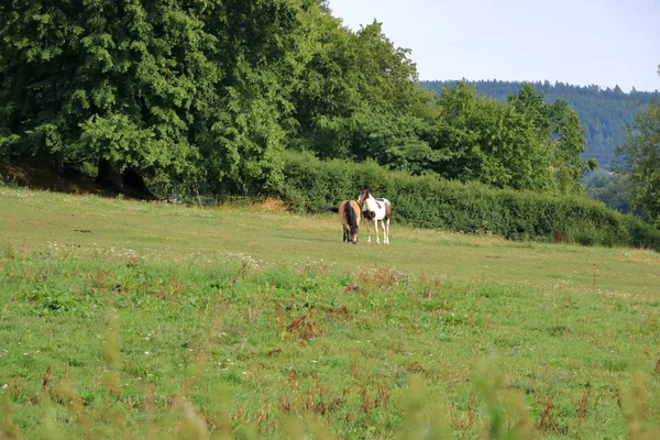 Две коричневые лошади на лугу — стоковое фото