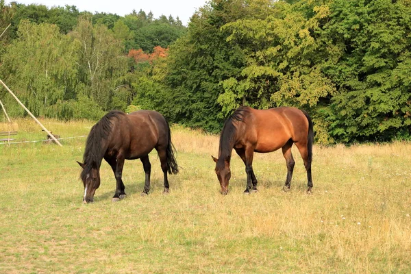 Zwei braune Pferde auf einer Weide — Stockfoto