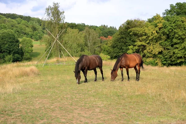 Zwei braune Pferde auf einer Weide — Stockfoto