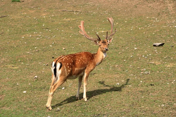 Roe herten staan op een weide — Stockfoto