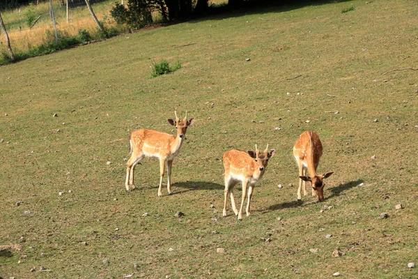 Roe herten staan op een weide — Stockfoto