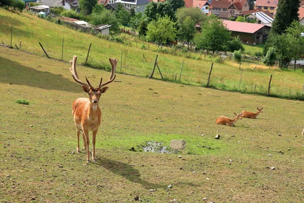 Roe herten staan op een weide — Stockfoto