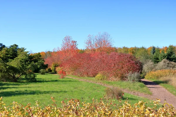 Feuilles d'automne avec le fond bleu ciel — Photo