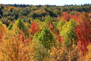 Sonbahar yaprakları mavi gökyüzü arkaplanıyla