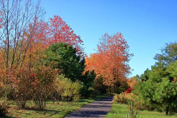 Autumn leaves with the blue sky background — Stock Photo, Image