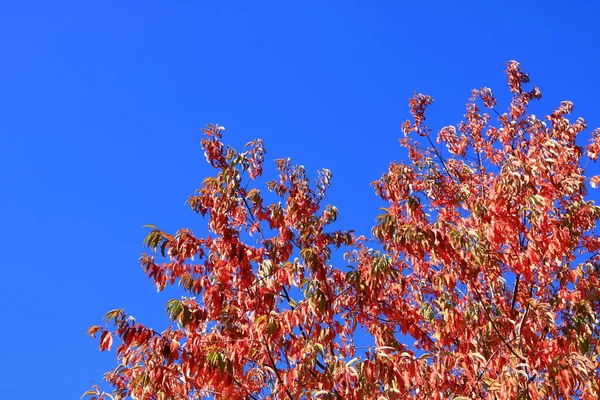 Herfst bladeren met de blauwe lucht achtergrond — Stockfoto