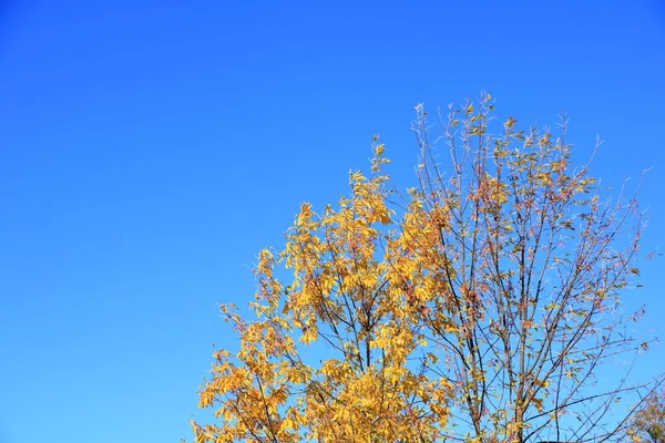 Høstblad med blå himmelbakgrunn – stockfoto