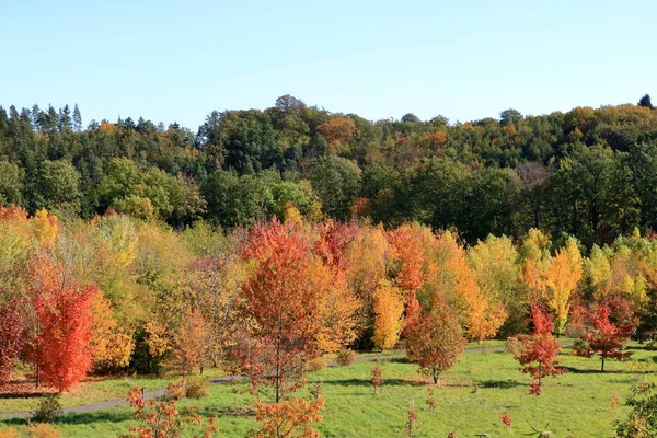 Hojas de otoño con el fondo azul del cielo — Foto de Stock