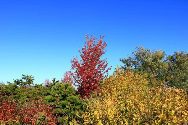 Autumn leaves with the blue sky background — Stock Photo, Image