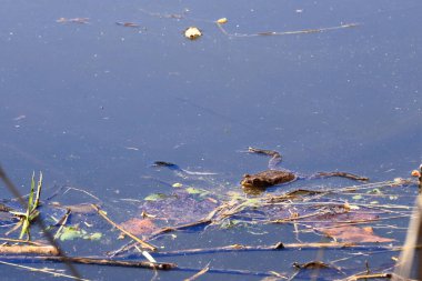 Sıradan kurbağa ya da Avrupa kurbağası, Bufo bufo, sığ sularda