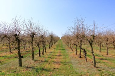 İlkbaharda kiraz ağaçları fidanlığı