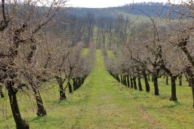 İlkbaharda kiraz ağaçları fidanlığı