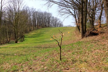 Almanya 'da tarlaları ve çayırları olan güneşli, huzurlu bir kırsal alan.