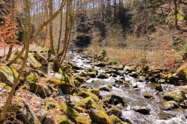 Ormandaki açık bir derede çağlayanlar