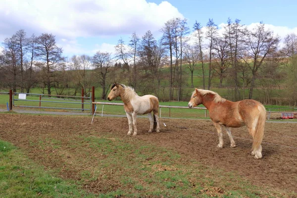 Zwei Haflinger Pferde Posieren Auf Der Weide — Stockfoto