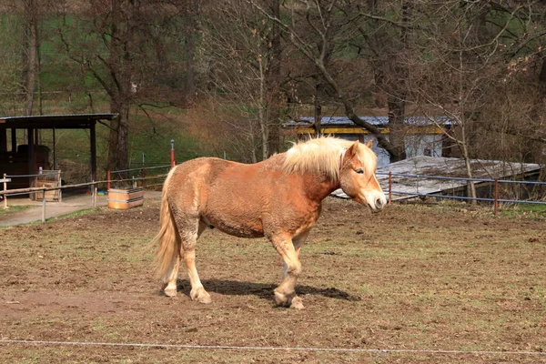 Ein Haflinger Pferd Posiert Auf Der Weide — Stockfoto