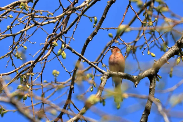 Chaffinch Bir Bahar Günü Bir Ağaçta Oturuyor — Stok fotoğraf