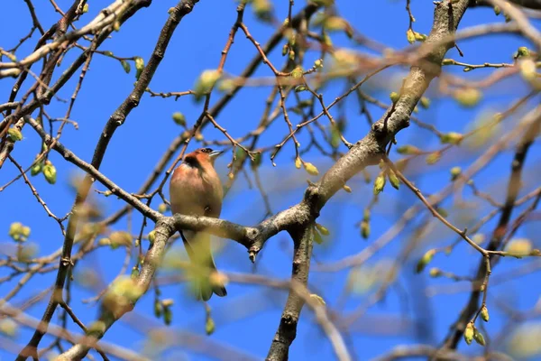 Chaffinch Bir Bahar Günü Bir Ağaçta Oturuyor — Stok fotoğraf