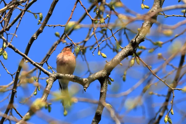 Chaffinch Sedí Stromě Jarní Den — Stock fotografie