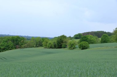 Bulutlu bir günde ağaçlar, çalılar ve farklı bitkilerle minimalist bahçe manzarası