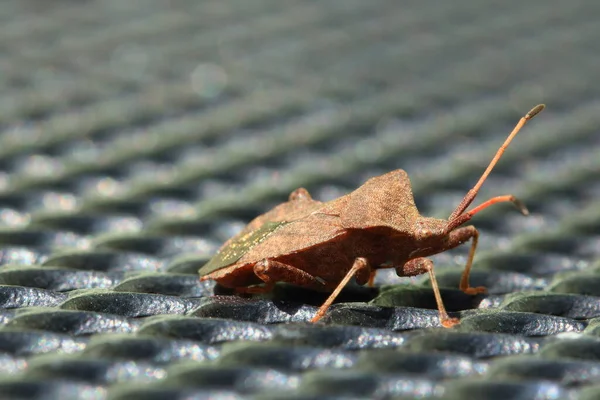 Gri Metal Arka Planda Bir Dock Böceği Coreus Marginatus — Stok fotoğraf