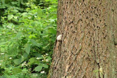 Ağaç gövdesinde sürünen beyaz bir salyangoz.