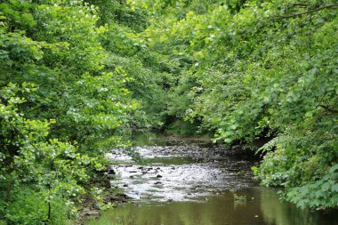 Dağ nehri yeşil ormandan akıyor.