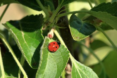 Bahçedeki uğur böceği, yaklaş.