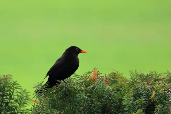 Male Blackbird Garden — Stock Photo, Image