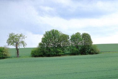 Bulutlu bir günde ağaçlar, çalılar ve farklı bitkilerle minimalist bahçe manzarası