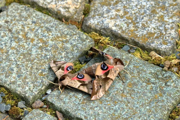 Twee Parende Havikmot Smerinthus Ocellata — Stockfoto