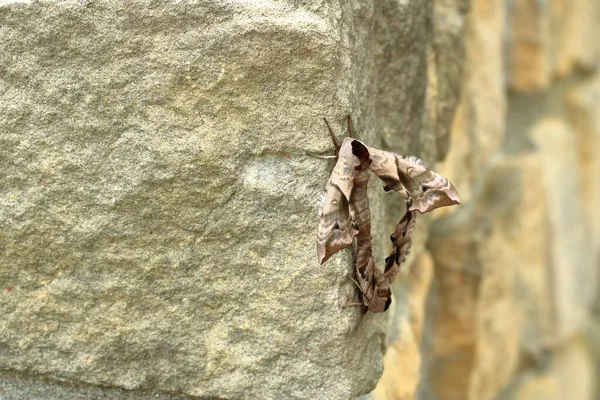 Twee Parende Havikmot Smerinthus Ocellata — Stockfoto