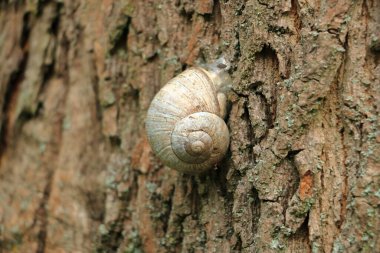 Ağaç gövdesinde sürünen beyaz bir salyangoz.