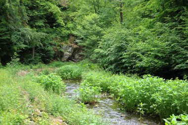 Dağ nehri yeşil ormandan akıyor.