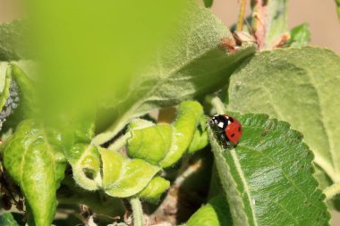 Bahçedeki uğur böceği, yaklaş.