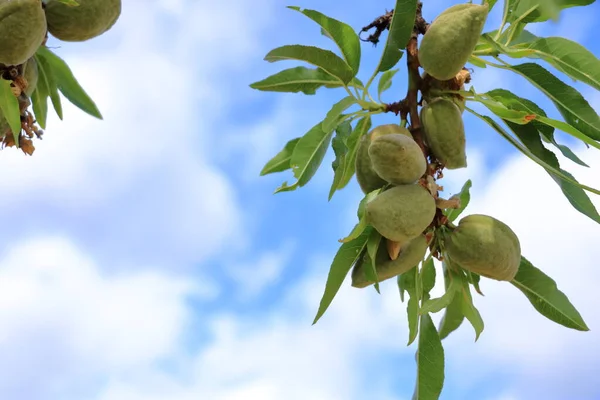 New harvest of almonds, almonds on the tree, Pfalz, Germany
