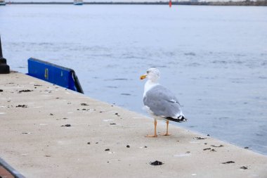 Yalnız martı Norveç, Bergen limanındaki fiyorda bakıyor.