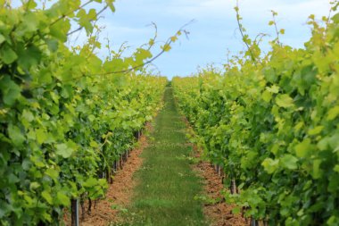 Almanya 'da damak tadı veren beyaz şarap üzümlü sıralar