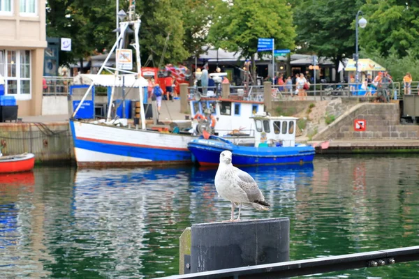 Burung Camar Kesepian Mencari Fjord Pelabuhan Bergen Norwegia — Stok Foto