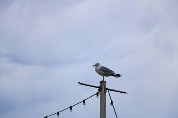 Lonely Seagull Looking Fjord Harbor Bergen Norway — Stock Photo, Image
